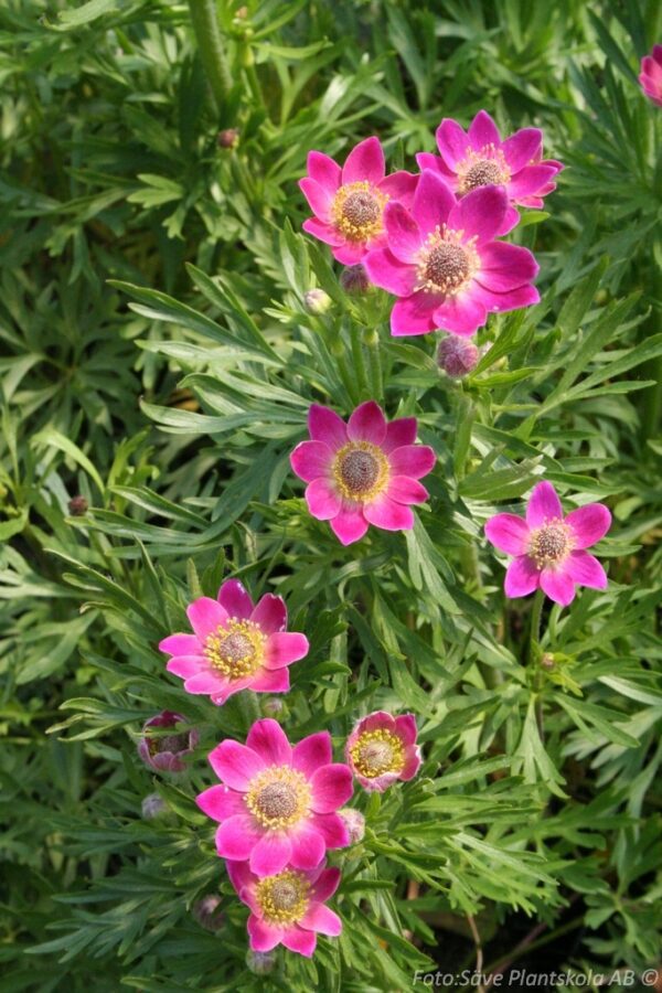 Anemone multifida 'Rubra'