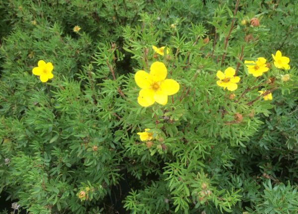 Potentilla fruticosa 'Fridhem' E - Bild 2