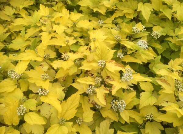 Physocarpus opulifolius 'Dart´s Gold'