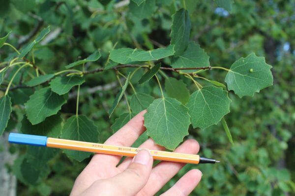 Populus tremula - Bild 2