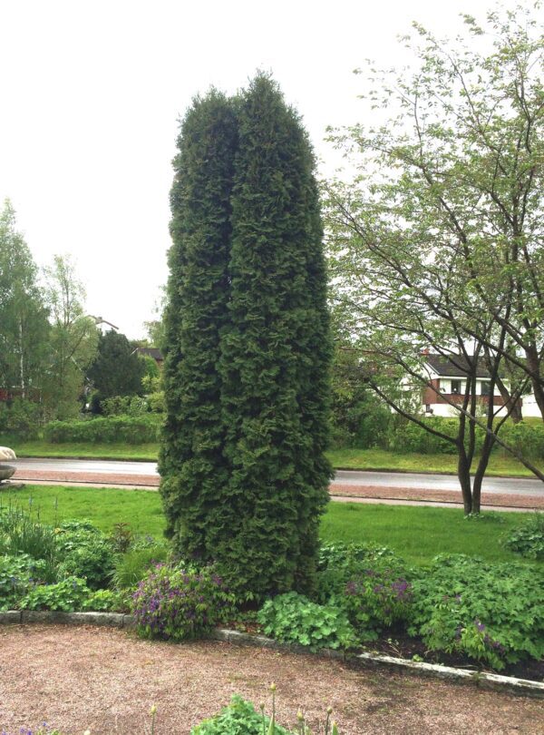 Thuja occidentalis 'Holmstrup'