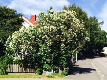 Syringa vulgaris f. alba fk Veberöd E