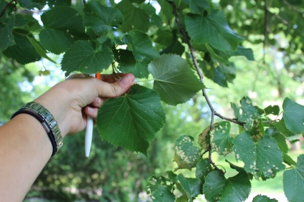 Tilia tomentosa - Bild 2