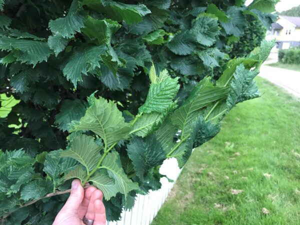Ulmus glabra 'Exoniensis' - Bild 5