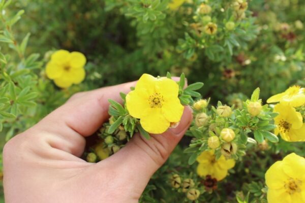 Potentilla fruticosa 'Kobold' - Bild 3