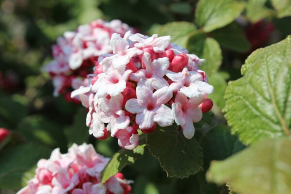 Viburnum carlesii 'Aurora' - Bild 2