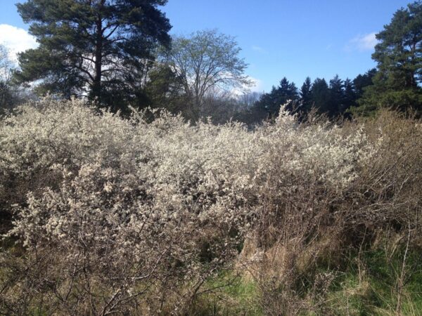 Prunus spinosa fk Västeråker E - Bild 5