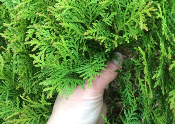 Thuja occidentalis 'Danica' - Bild 2