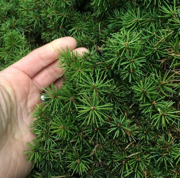 Picea glauca 'Echiniformis'