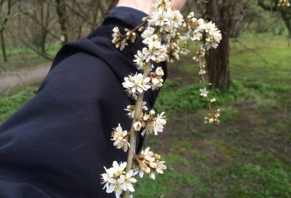 Prunus spinosa fk Västeråker E - Bild 4