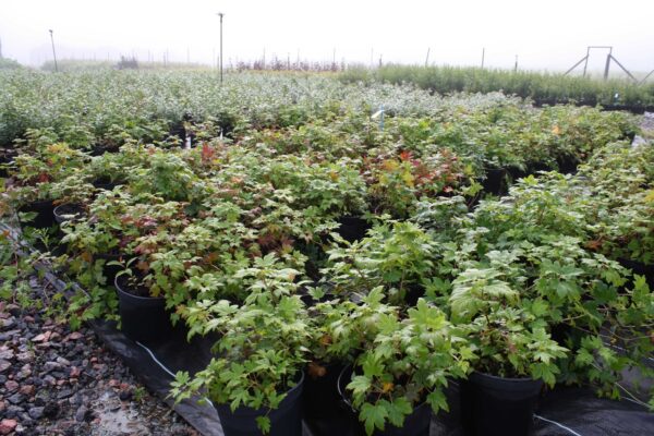 Ribes glandulosum 'Alaska' - Bild 3