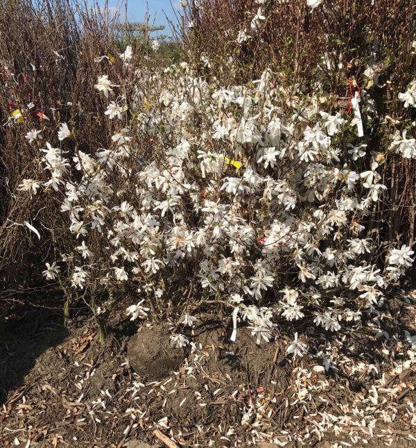 Magnolia stellata 'Royal Star' - Bild 2