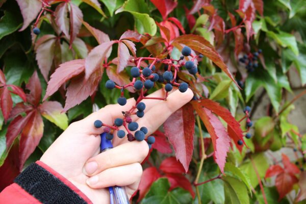 Parthenocissus quinquefolia var. engelmannii - Bild 4