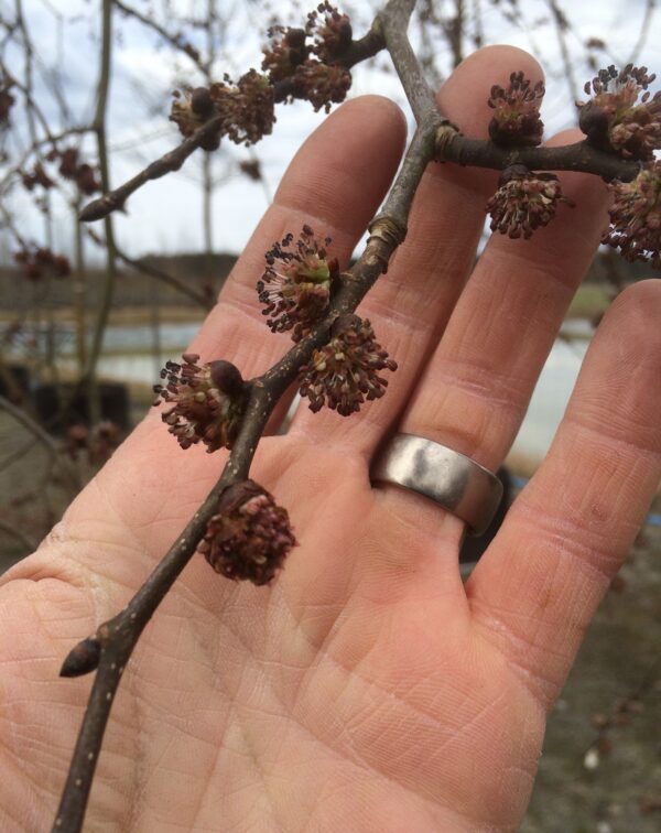 Ulmus glabra 'Exoniensis' - Bild 4