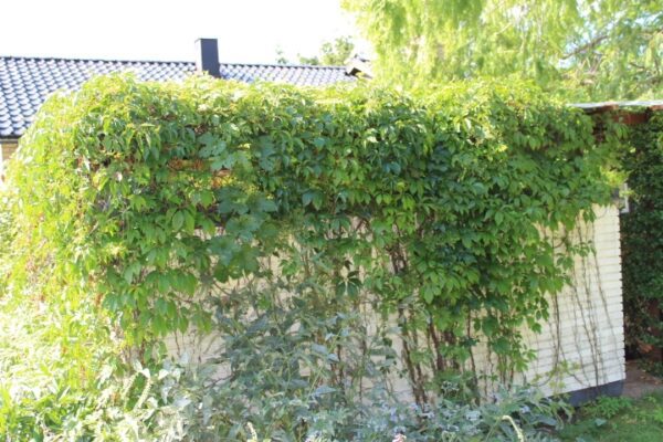 Parthenocissus quinquefolia var. engelmannii - Bild 3