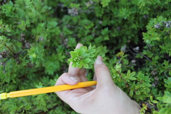 Potentilla fruticosa 'Tilford Cream' - Bild 2