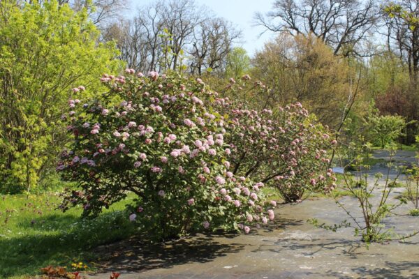 Viburnum carlesii 'Aurora'