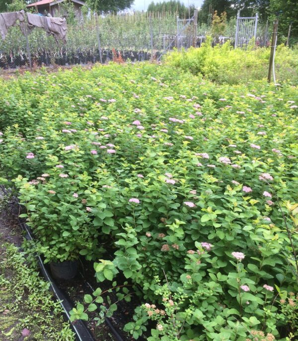 Spiraea splendens (S.densiflora)
