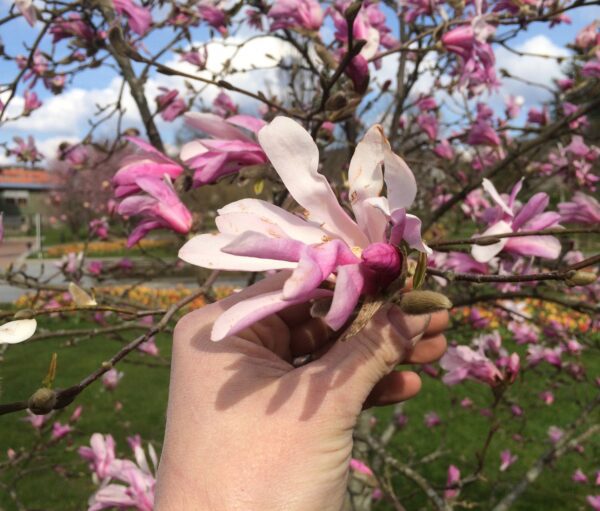 Magnolia x loebneri 'Leonard Messel' - Bild 3