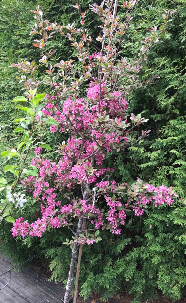 Malus 'Profusion' - Bild 2