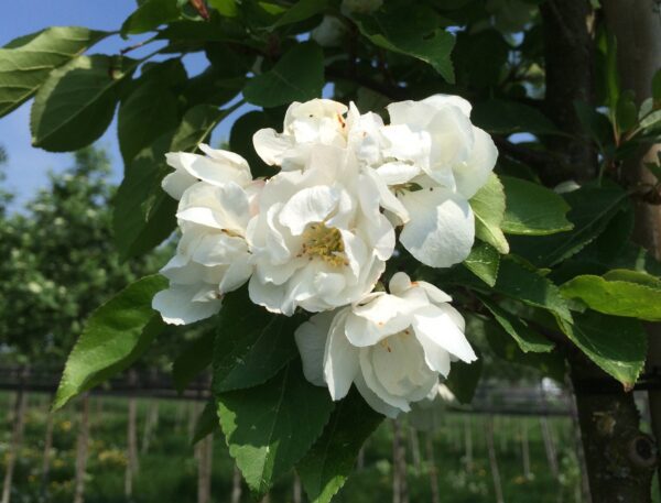 Malus 'Madonna'