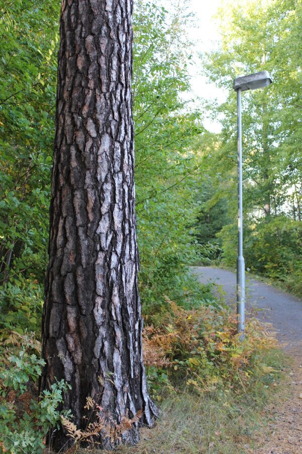 Pinus sylvestris - Bild 3