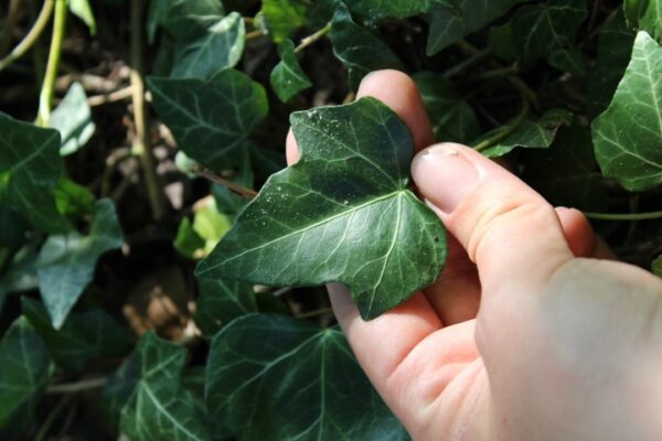 Hedera helix 'Hymn' E - Bild 2