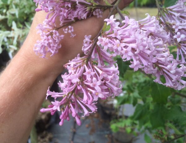 Syringa josikaea 'Måttsund'