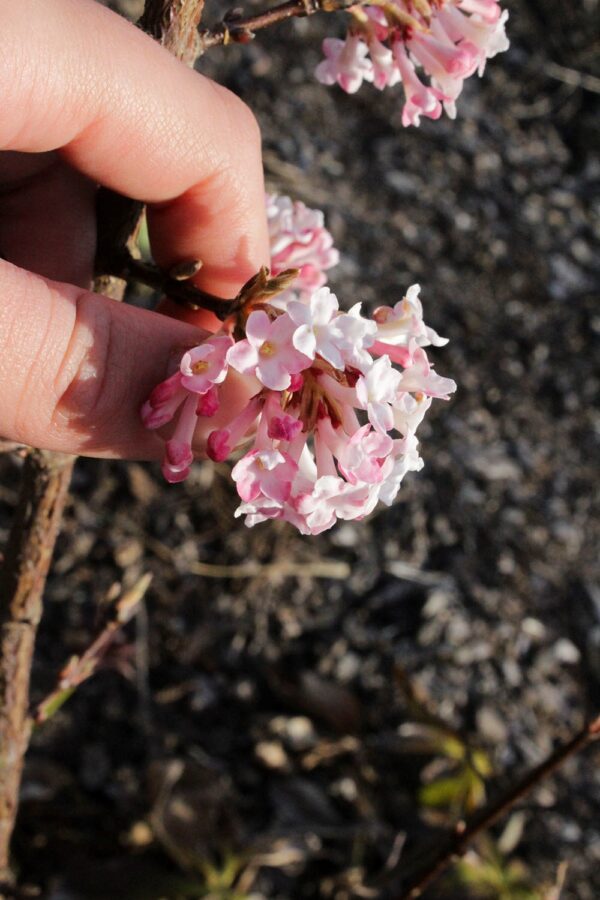 Viburnum farreri - Bild 2