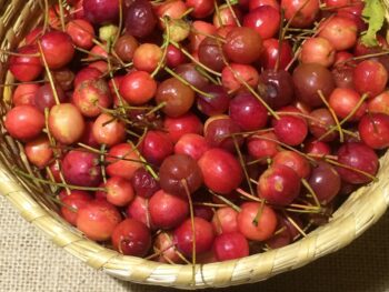 Malus 'Red Jade'