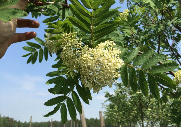 Sorbus 'Rosmari' E