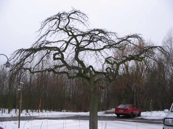 Ulmus glabra 'Camperdownii' - Bild 2