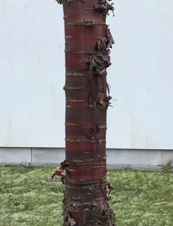 Prunus serrula - Bild 3