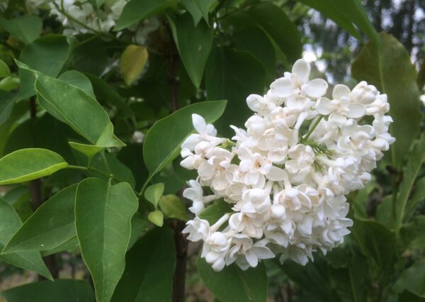 Syringa vulgaris 'Mme Lemoine'