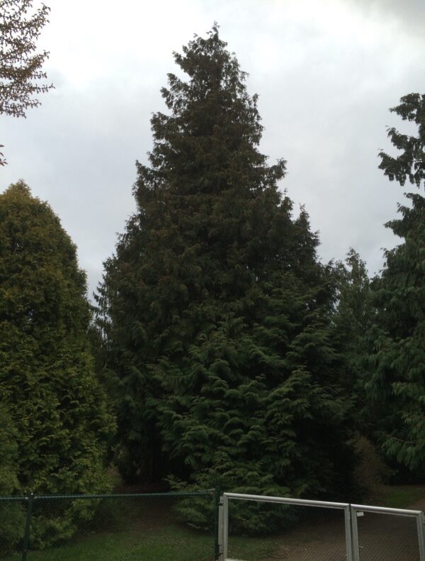 Thuja plicata 'Excelsa'
