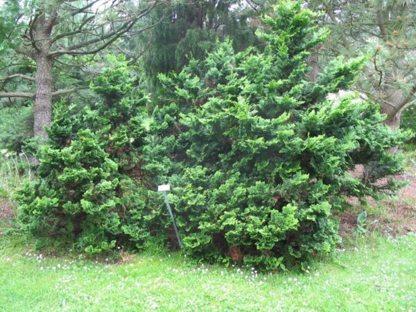 Chamaecyparis obtusa 'Nana Gracilis' - Bild 3