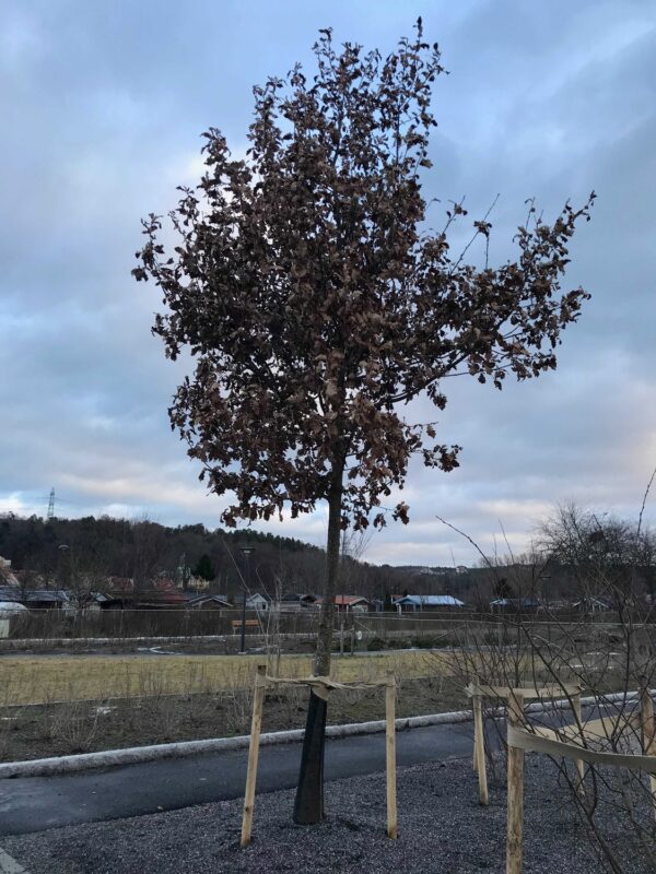 Quercus petraea fk Tjöre - Bild 2