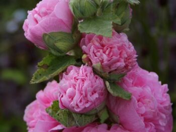 Alcea rosea 'Pleniflora' (Rosa)
