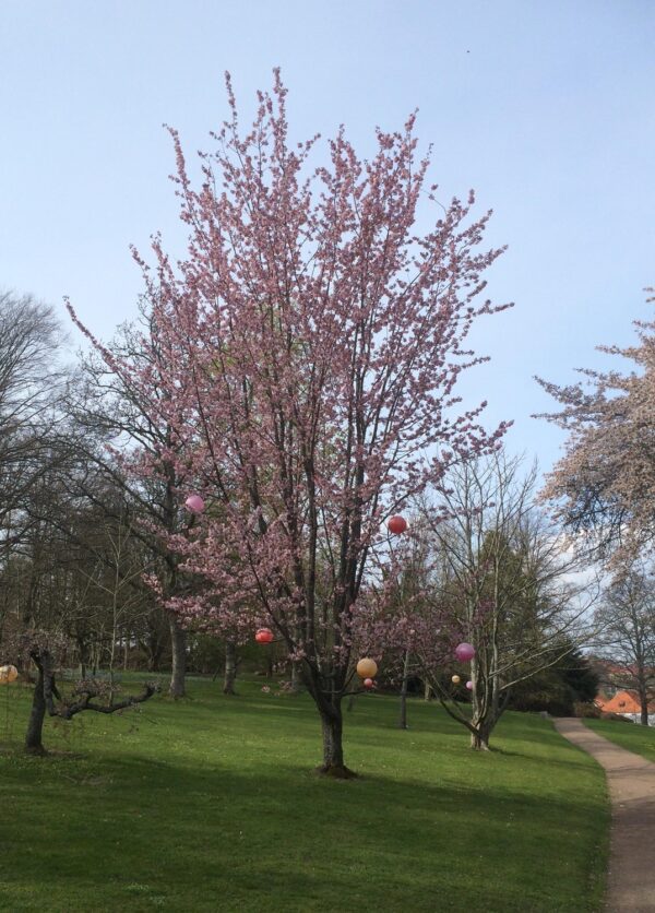 Prunus sargentii 'Rancho'