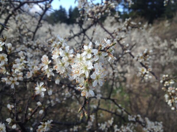 Prunus spinosa fk Västeråker E