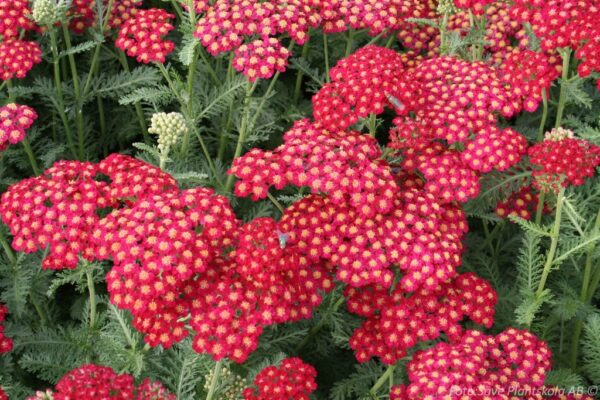 Achillea millefolium 'Paprika'