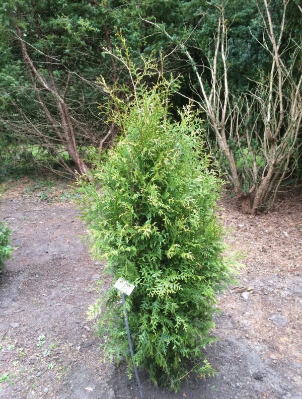 Thuja occidentalis 'Brabant' - Bild 3