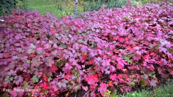 Ribes glandulosum 'Alaska' - Bild 2