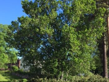 Ulmus