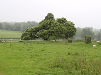 Quercus