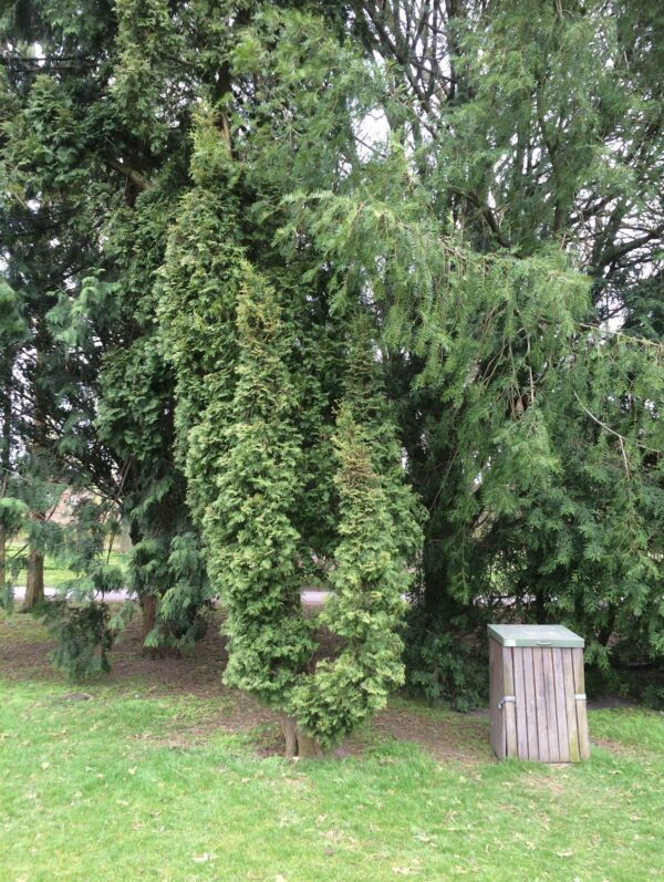 Thuja occidentalis 'Fastigiata' - Bild 2