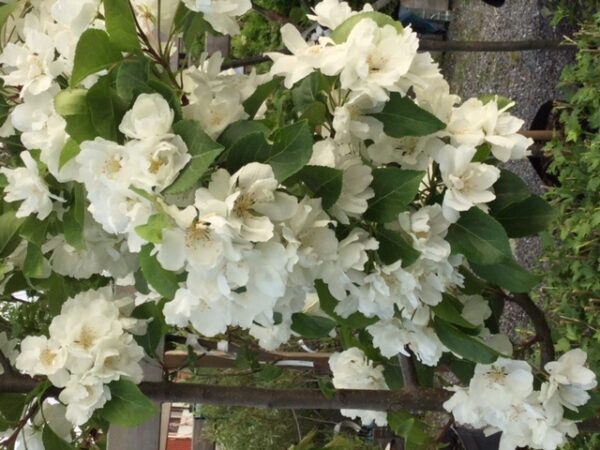 Malus 'Madonna' - Bild 3