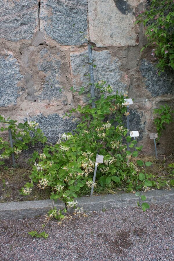 Lonicera caprifolium - Bild 3