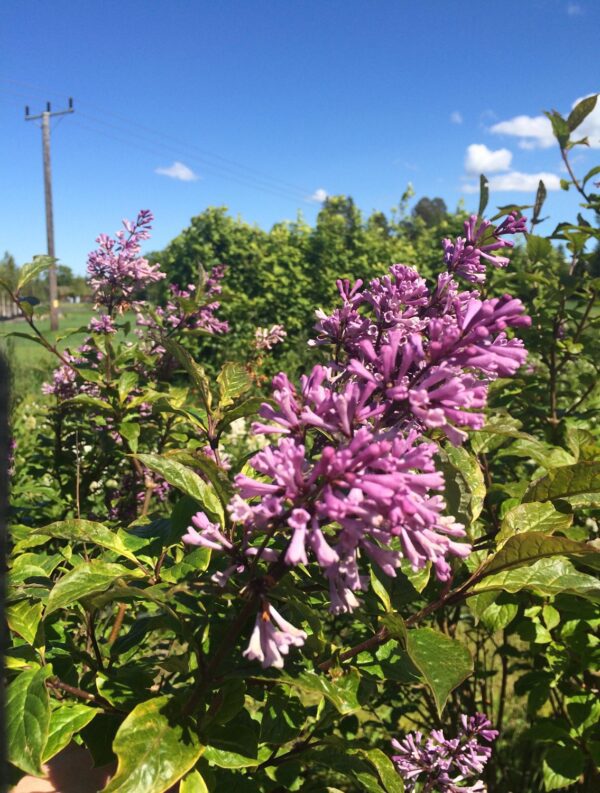 Syringa josikaea 'Oden' E