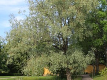 Salix alba 'Sibirica'